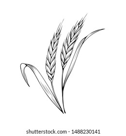 Ilustración vectorial dibujada a mano con espigas de trigo. Día de Acción de Gracias, temporada de otoño, símbolo de boceto agrícola y agrícola. Dibujo monocromo del oído de cebada natural. Cosecha de cereales. Logo de la panadería