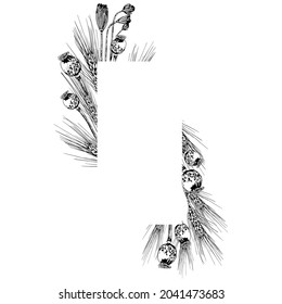Espigón de trigo y cajas de semillas de amapola. Ilustración vectorial dibujada a mano aislada en fondo blanco.