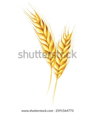 wheat spikelet vector realistic illustration organic food agricultural vector