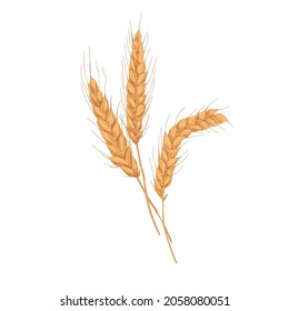 Wheat spikelets with ears, grains, stems and spikes. Realistic drawing of agriculture cereal crop, farm field seed plant. Botanical hand-drawn vector illustration isolated on white background