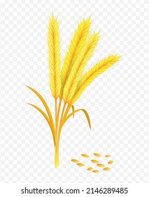 Wheat spikelets, grains illustration. 3d realistic vector	