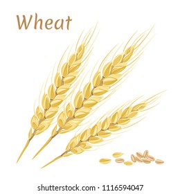 Wheat spikelets and grains isolated on white background. Vector illustration in flat style. Color image for template label, packing and emblem farmer market design.