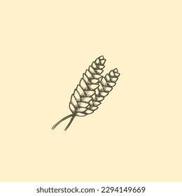 Wheat spikelets, hand drawn sketch vector illustration.