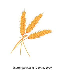 Wheat spikelets on white background