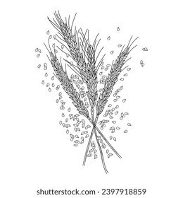 Weizenspitzen mit Samen auf weißem Hintergrund