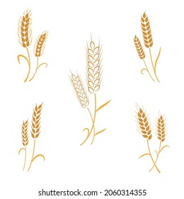 Wheat spikelets set. Collection of vector spikelets