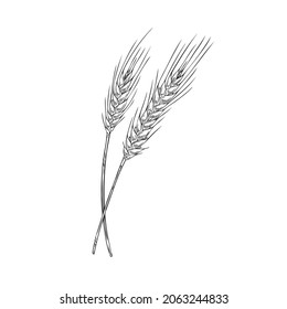 Wheat spikelets in sketch vector illustration isolated on white background. Two ears of ripe wheat in black and white for bakery decoration. Agricultural crop containing gluten.