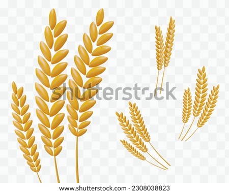 Wheat spikes of different sizes. 3D set stems with grains. Rye ear for processing. Elements for creating web design. Plant themes, grain harvest, natural raw materials
