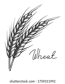 Wheat spikes, hand drawn vector, engraving style