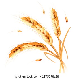 Wheat spikes realism 3d,vector illustration.3 realistic golden wheat ears with seeds isolated on white background.