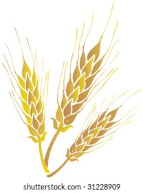 wheat spikes vector illustration