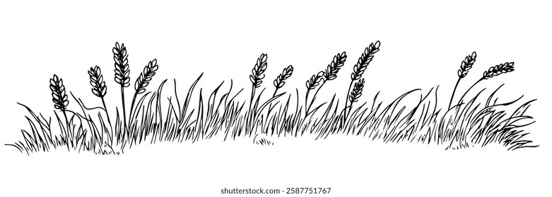 wheat stalks growing in grass in hand-drawn line art style