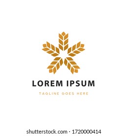 Vector de concepto de diseño del logotipo de la estrella del trigo
