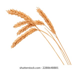 wheat with style hand drawn digital painting illustration