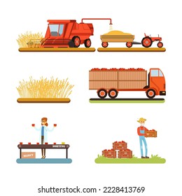 Wheat and tomato harvesting and sorting set. Farm products production cartoon vector illustration svg