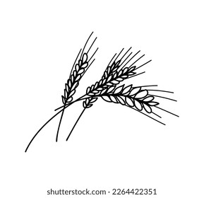 Wheat utline contour, hand drawing vector sketch isolated on white background.  Linear Doodle icon of Spikelet