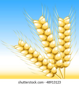 Wheat. Vector