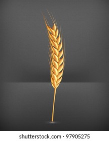 Wheat, vector