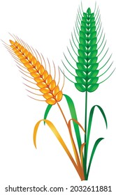 Wheat vector art and illustration