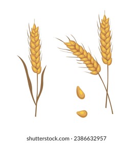 Vector de trigo. Montón de orejas de trigo clip art. Ilustración de granos enteros secos. Cosecha de cereales, agricultura, agricultura orgánica, alimentación sana. Vector plano en estilo de dibujos animados aislado en fondo blanco.