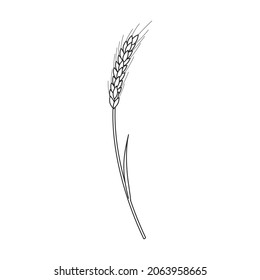 Wheat vector icon.Outline vector icon isolated on white background wheat.