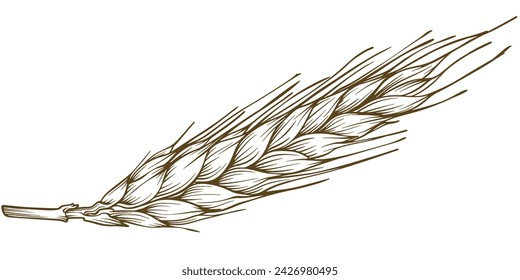 wheat vector Illustration design . elements of wheat grain, wheat ears, seed or rye, prosperity symbol	