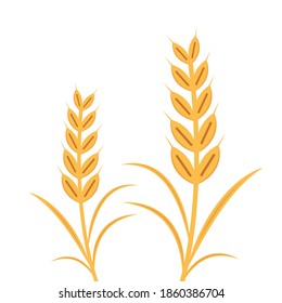 Wheat vector on white background. Oat symbol. free space for text.