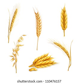 Wheat, vector set