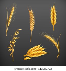 Wheat vector set