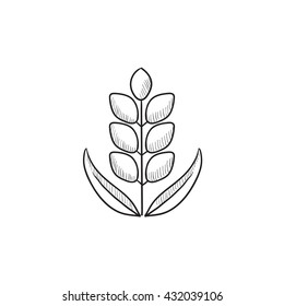 Wheat vector sketch icon isolated on background. Hand drawn Wheat icon. Wheat sketch icon for infographic, website or app.
