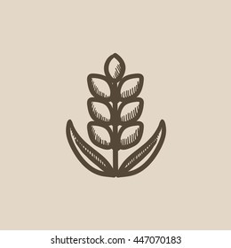 Wheat vector sketch icon isolated on background. Hand drawn Wheat icon. Wheat sketch icon for infographic, website or app.