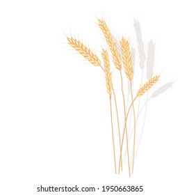 Wheat vector stock illustration. Rye. Ears of oats. Golden ripe barley grains. A field plant. Illustration for flour and Isolated on a white background.