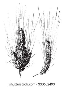 Wheat, vintage engraved illustration. Dictionary of words and things - Larive and Fleury - 1895.
