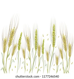 Wheat watercolor background. Spikes on a white background.