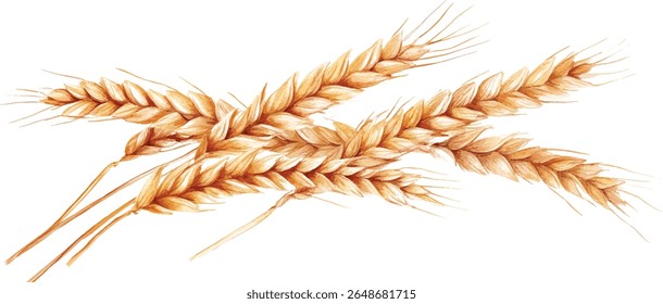 Wheat Watercolor  - Golden Ears of Grain Isolated vector illustration