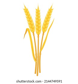 Wheat yellow ears with leaves. Stems of cereal plants. Oat harvest. Vector illustration bunch rye.
