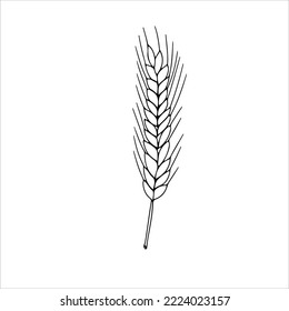 Wheatear. A grain of wheat. Cereals. Bakery. Vector illustration on a white background.