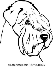 Wheaten Terrier dog breed vector drawing, black lines, silhouette drawing