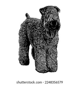 Wheaten Terrier-handgezeichnete Vektorgrafik einzeln auf weißem Hintergrund.