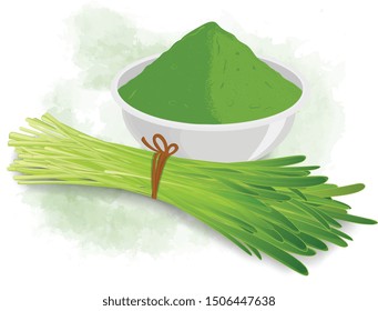 Wheatgrass Sprouted leaves  vector  with bowl of wheatgrass powder