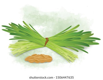 Wheatgrass sprouted  leaves vector illustration with wheat seeds