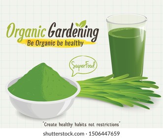 Wheatgrass Sprouted leaves vector illustration with wheatgrass juice