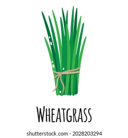 Wheatgrass superfood plant for template farmer market design, label and packing. Natural energy protein organic food. Vector cartoon isolated illustration.