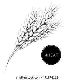 Wheat,millet, barley, rye, oats  drawing. Farm field illustration. Vector illustration.engraving vintage style.bread ears cereal sketch hand drawn