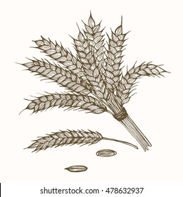 Wheats Ears and Ripe Grain Hand Draw Sketch. Vector illustration