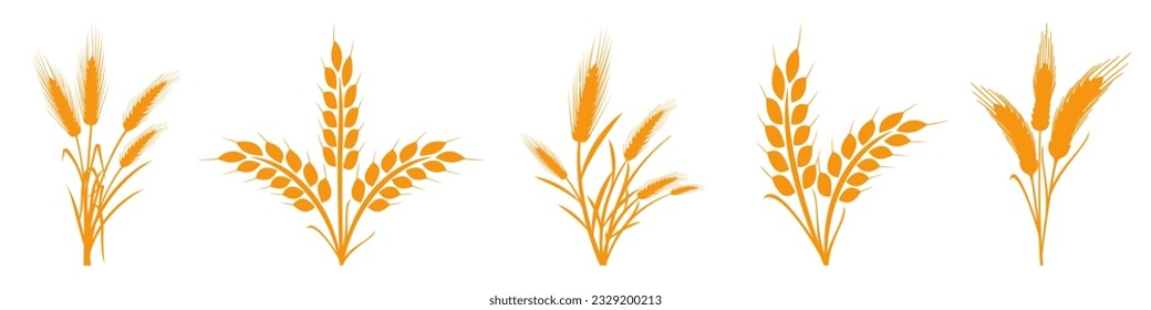 Wheats rye rice ears set icons design elements of organic agricultural food. Harvest wheat grain for beer logo, growth rice stalk and whole bread grains, barley field cereal nutritious - stock vector