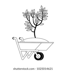 wheelbarrow with ground and plant