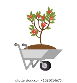 wheelbarrow with ground and plant