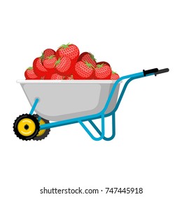 Wheelbarrow and Strawberry. Red berry in garden trolley. big harvest Vector Illustration