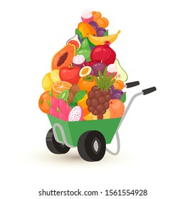 Wheelbarrow of tropical fruits, vegetarian food vector illustration. Cartoon fruity wheelbarrow full of papaya, bananas, grapes with pears, peaches and oranges, grapefruit isolated on white.